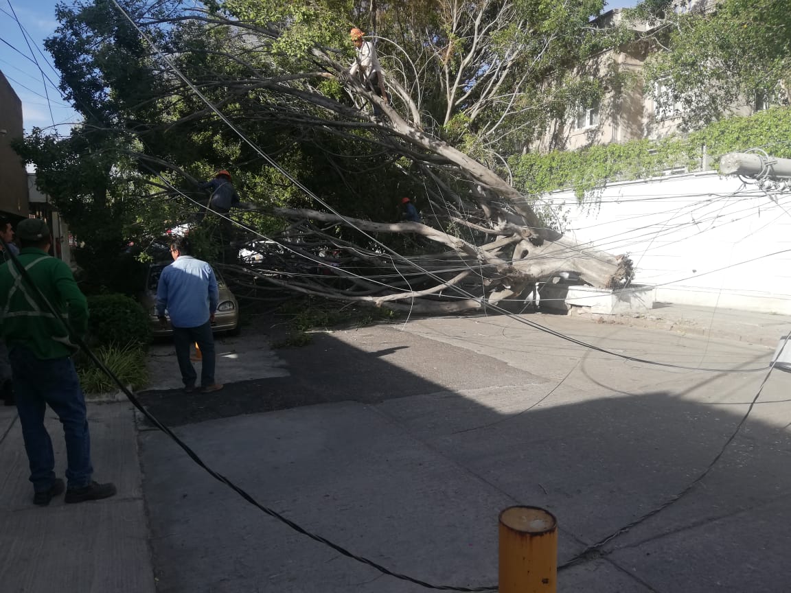 Fuertes Vientos Derriban Rbol Y Poste De Concreto En Basalenque Video