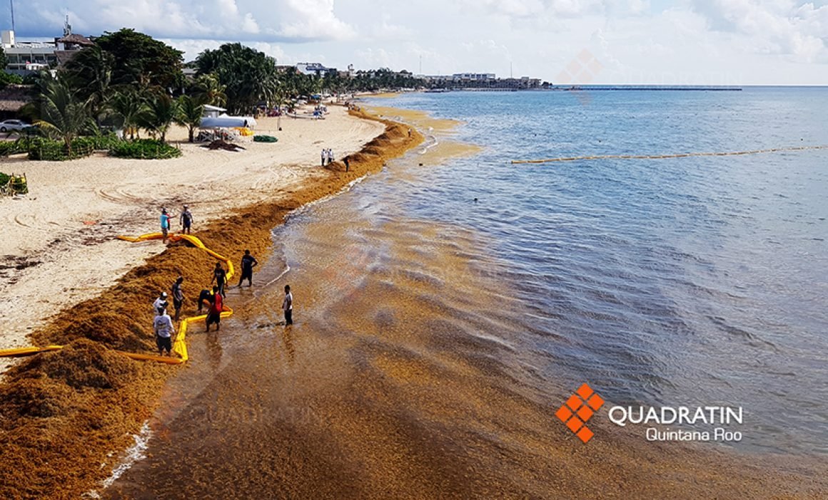 Se recolectaron en Quintana Roo más de 50 mil toneladas de sargazo