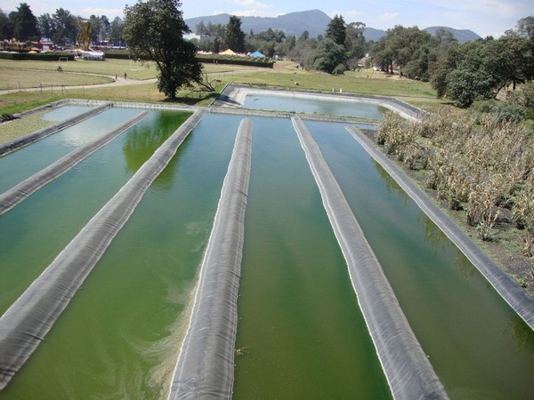 Humedales De Tratamiento Forma Natural De Depurar El Agua Experto