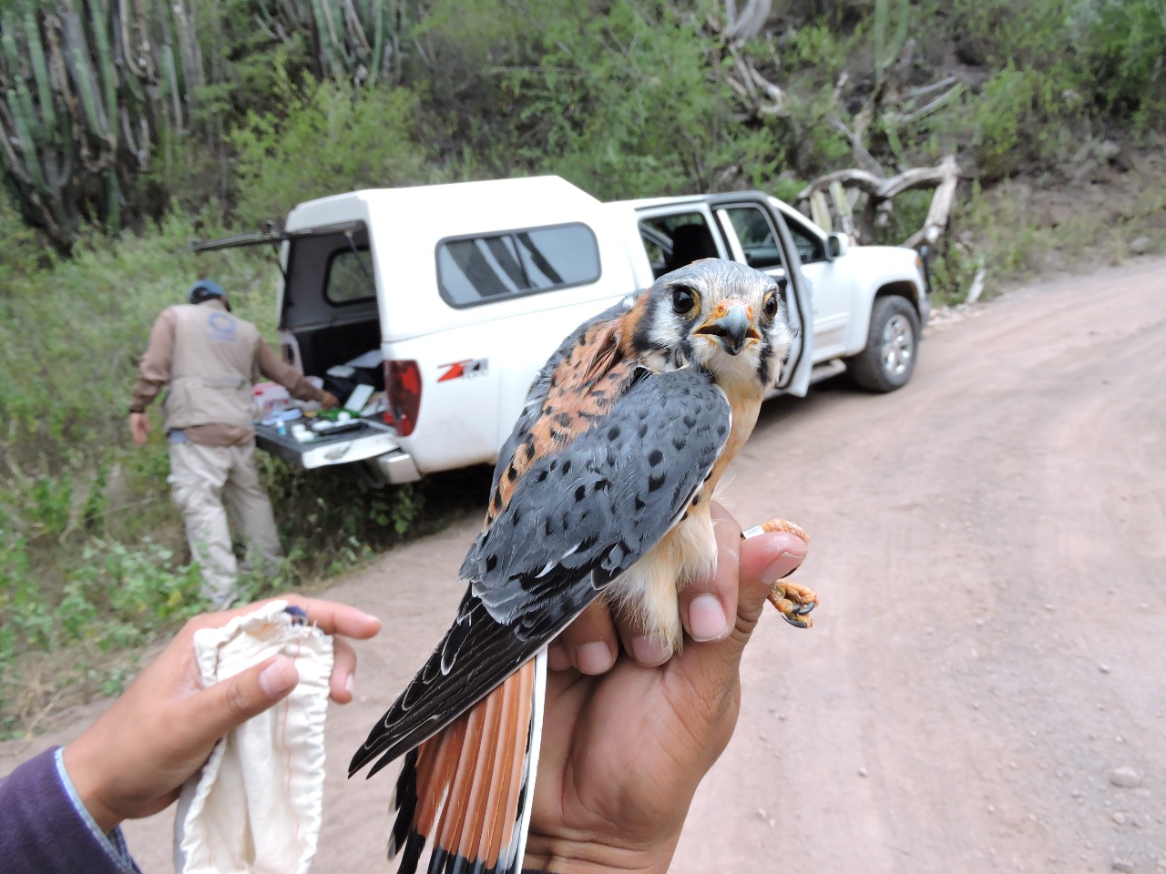 El águila real y otras especies del Altiplano están en riesgo: Ipicyt -  Noticias de San Luis Potosí