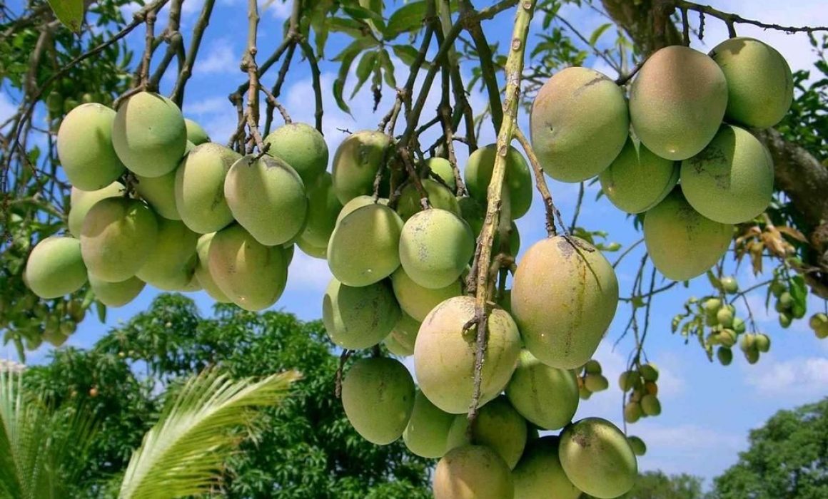 Impulsarán cultivo de mango y aguacate en la Huasteca: Sedarh - Noticias de  San Luis Potosí