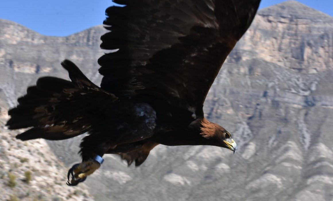 SLP tercer estado con más especies de Águila Real en México - Noticias de San  Luis Potosí