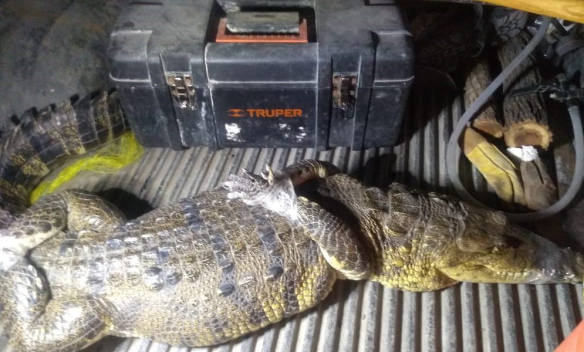 Capturan a cocodrilo en colonia de Tamuín - Noticias de San Luis Potosí