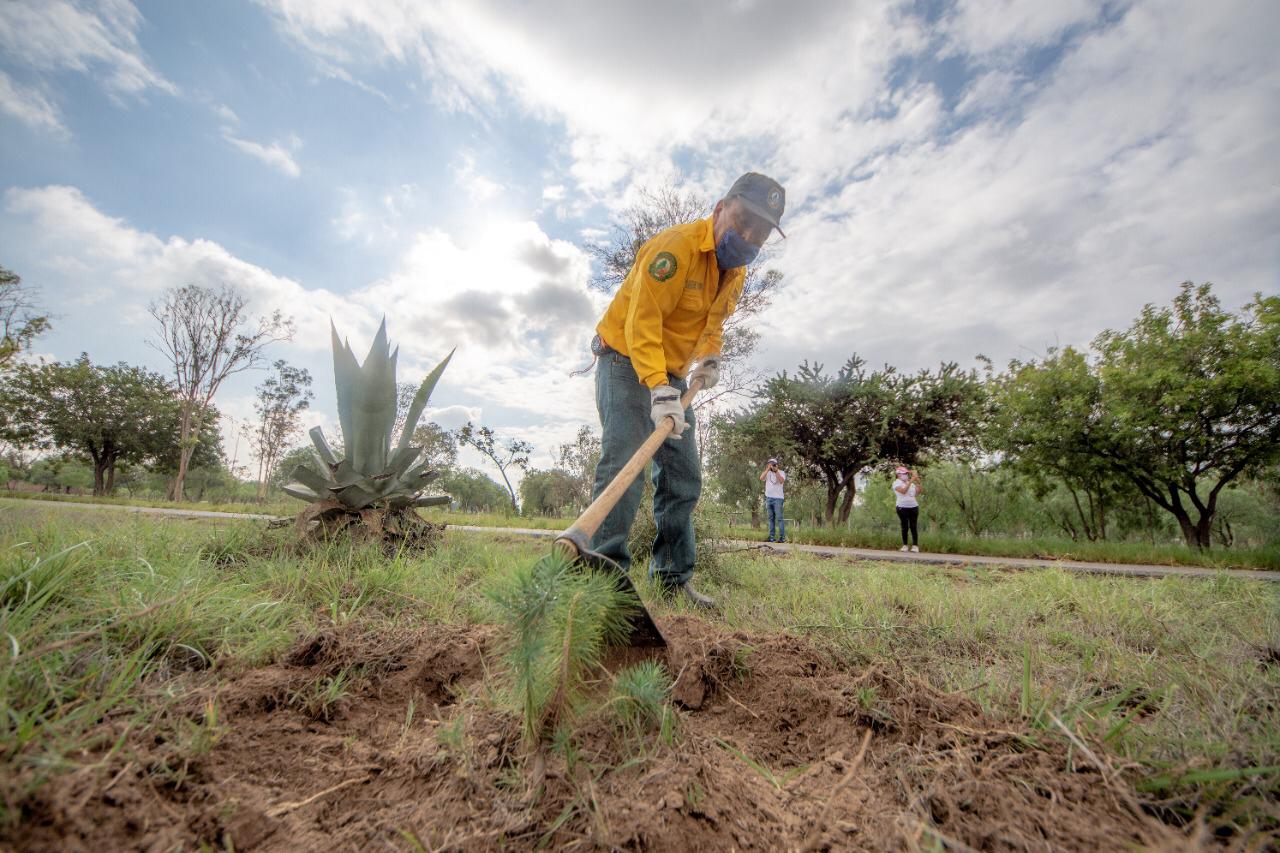 Segam y Conafor inician programa de reforestación 2020 - Noticias de San  Luis Potosí