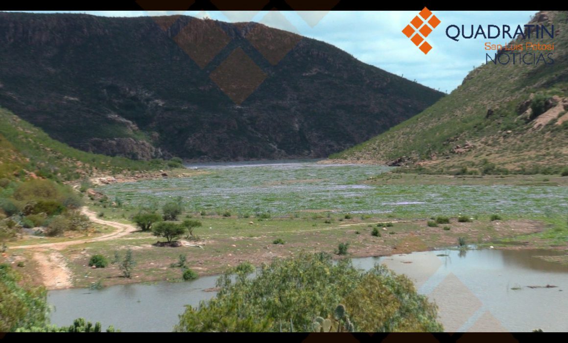 El lirio de la presa San José acabó tirado en Escalerillas - Noticias de San  Luis Potosí