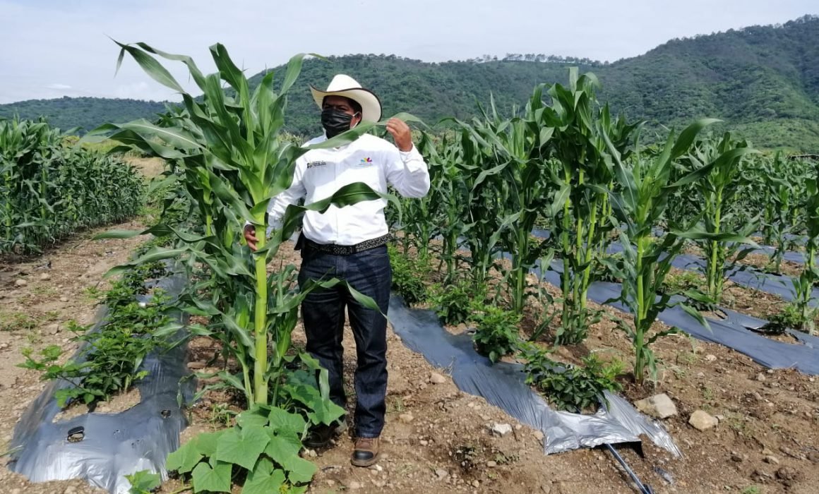 Agricultura Sustentable, La Política Que Transformó El Agro En ...