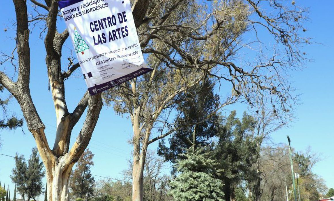 Centros de acopio de árboles navideños ya iniciaron funciones - Noticias de  San Luis Potosí