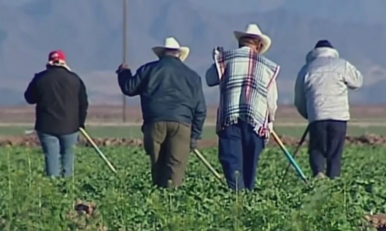 Estafan a productores agrícolas de SLP; gobierno llama a extremar cuidado