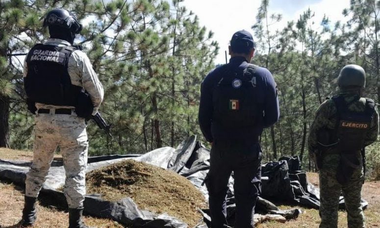 Desmantelan campamentos clandestinos en Coalcomán, Michoacán