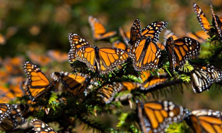 Enseñarán a identificar y registrar mariposas monarca en Cerritos