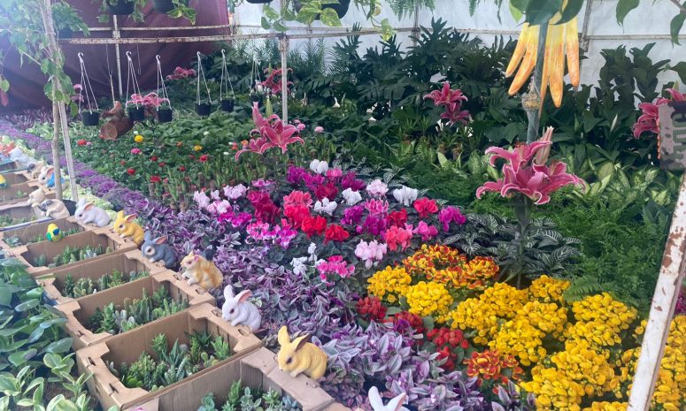 Llega la Feria de las Flores 2025 a Soledad de Graciano Sánchez