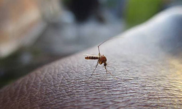 Mosquitos desatan dengue en SLP; hay 162 contagios