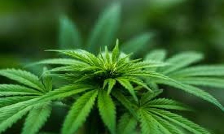 Hallan plantas de marihuana en jardineras de la Capital potosina
