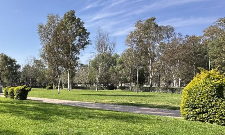 Lluvias derribaron 20 árboles en el parque Tangamanga