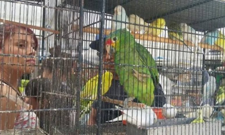 Refuerzan acciones para erradicar la venta ilegal de animales en SLP