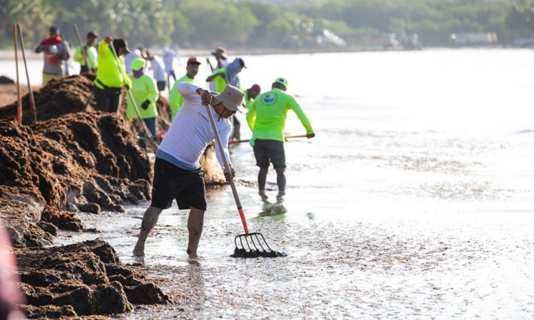 Se han retirado 19 mil toneladas de sargazo en Playa del Carmen