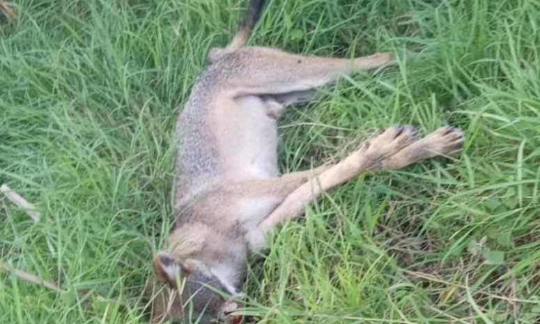 Denuncia Selva Teenek uso de veneno con drones en cañaverales de la Huasteca