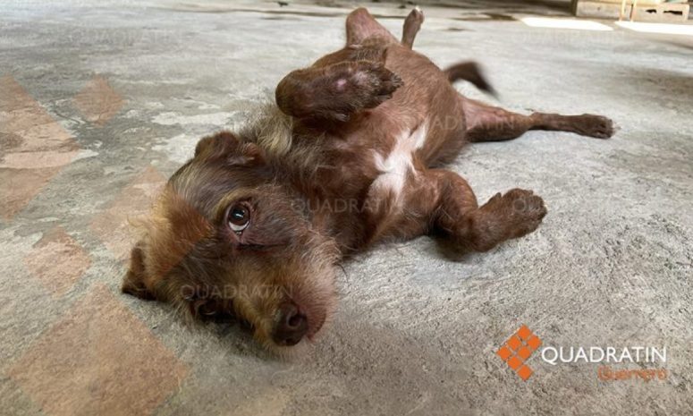 Higiene y salud animal: claves para evitar la zoonosis en personas