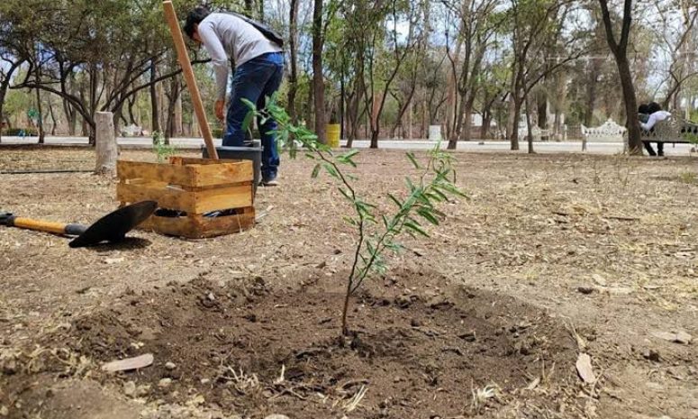 Impulsa Segam reforestación en los 59 municipios de SLP