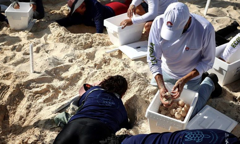 Resguardados más de 420 mil huevos de tortugas en Cancún