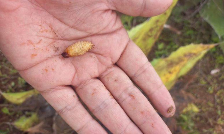 Detectan larvas de gusano barrenador en cerdo de San Ciro de Acosta