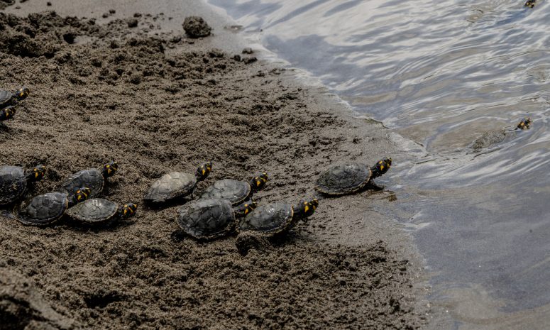 Mujeres indígenas liberan 208 tortugas en la Amazonía ecuatoriana
