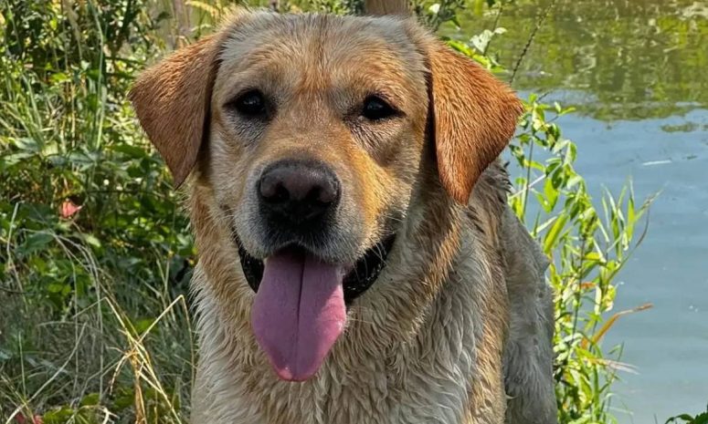Muere Quino, perro rescatista que trabajó tras terremotos en Venezuela