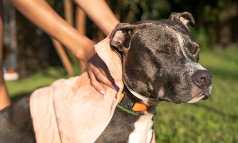 Identifica estas 6 señales de posibles problemas dermatológicos en tu perrito