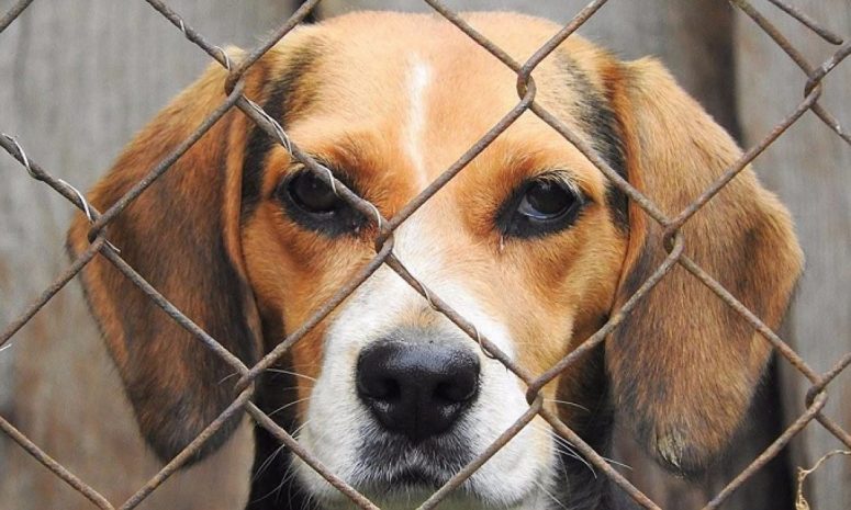 Piden acelerar iniciativas contra el maltrato animal en SLP
