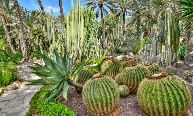 Jardín Botánico El Izotal prepara Festival de Otoño este sábado