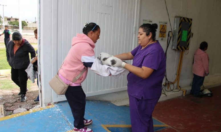 Anuncian jornada de esterilizaciones gratuitas para perros y gatos