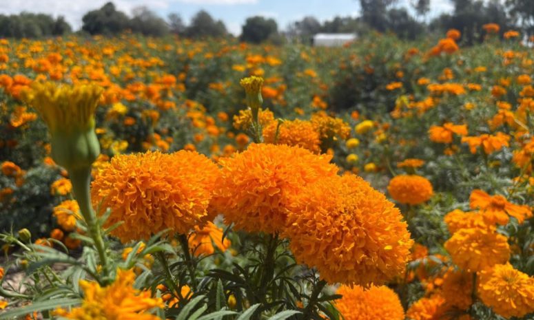Cempasúchil pinta de naranja a San Luis; ramos desde 30 pesos