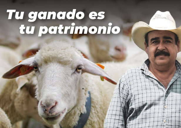 Llama Fiscalía a denunciar robo de ganado en San Luis Potosí