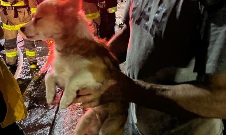 Rescatan perritos y evacúan vecinos por incendio